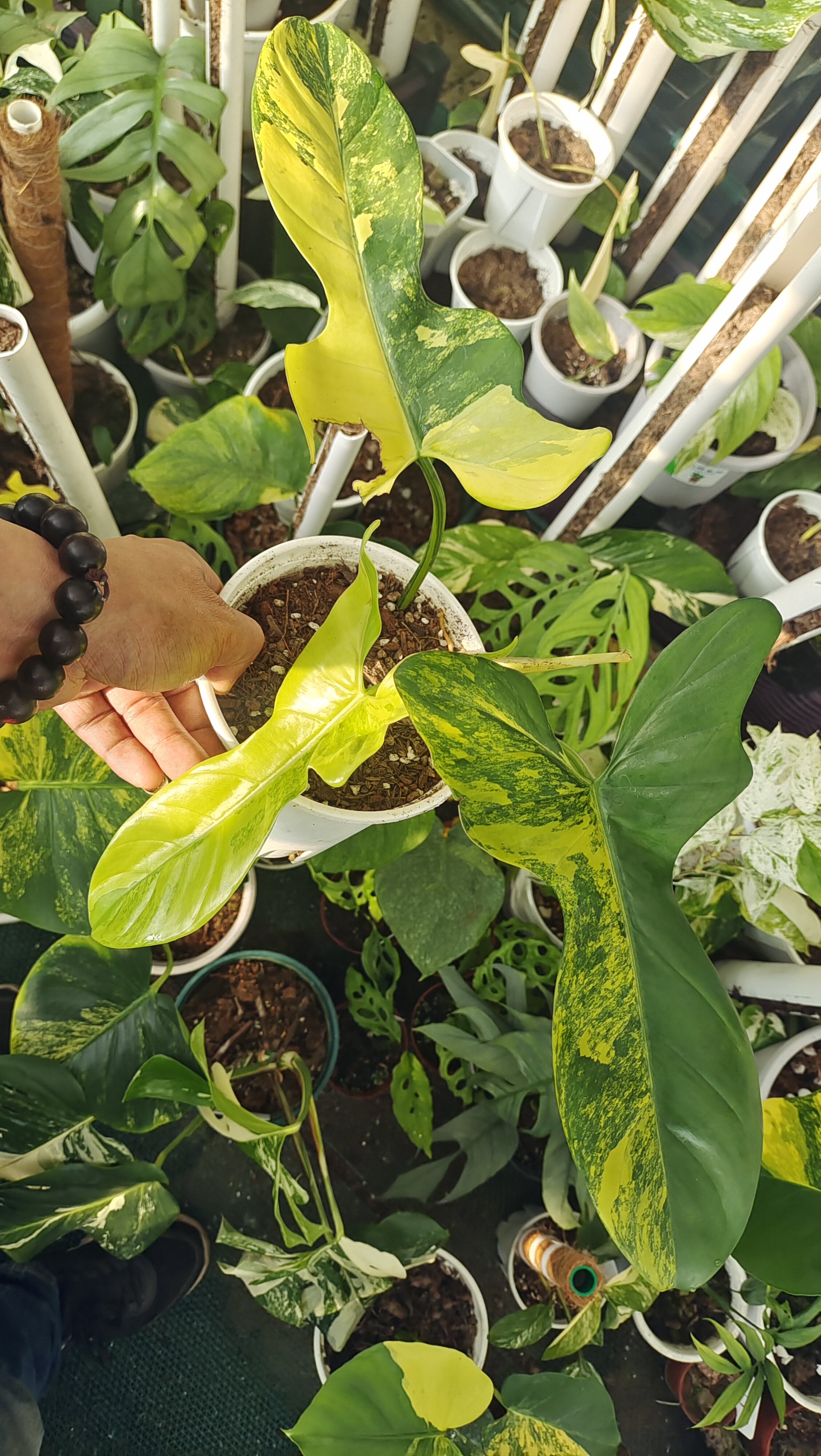 小提琴锦蔓绿绒金色小天使蔓绿绒锦提琴锦蔓绿绒盆栽植物室内耐寒