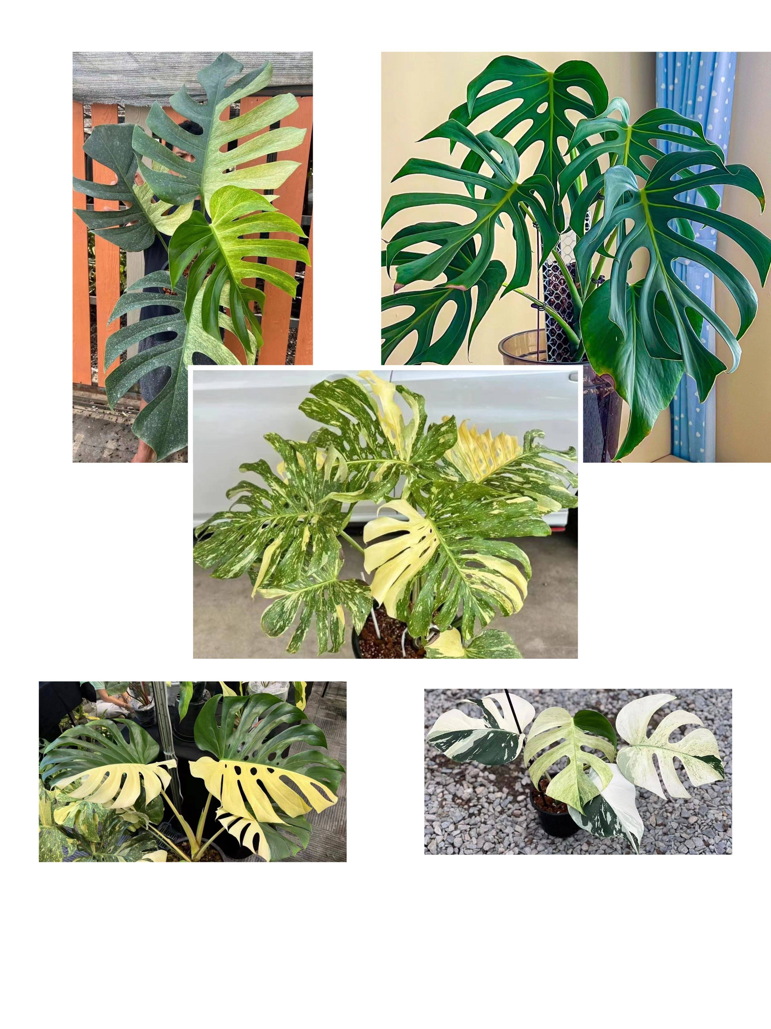 薄荷龟背竹洒金龟背竹阴阳龟背竹巴西龟背竹巨洞龟背竹芝士龟背竹