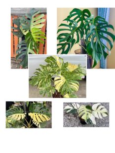 薄荷龟背竹洒金龟背竹阴阳龟背竹巴西龟背竹巨洞龟背竹芝士龟背竹