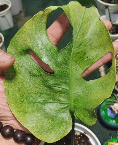 磨砂锦龟背竹石化龟背竹熔岩龟背竹变异龟背竹金沙龟多米诺龟背竹