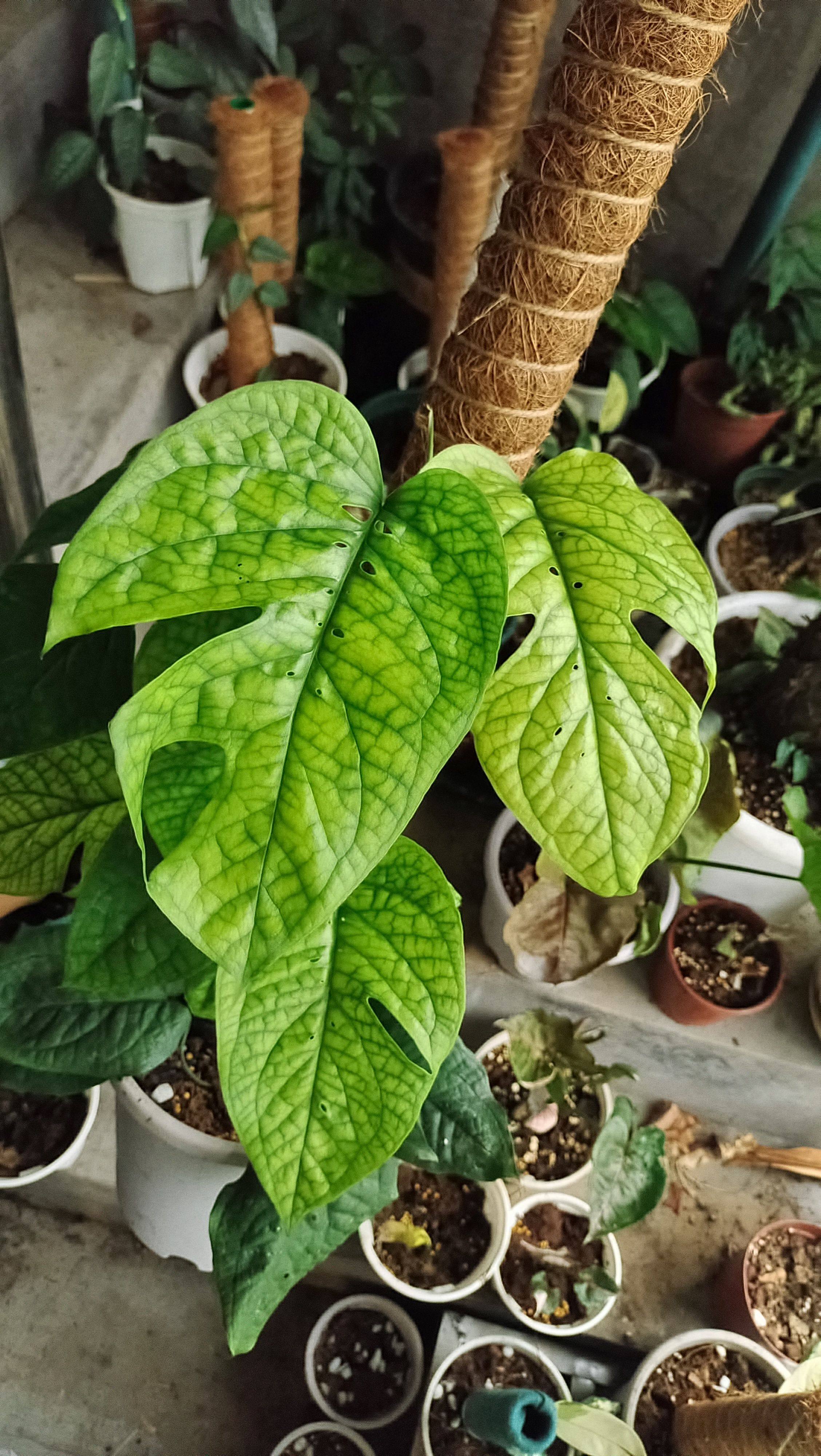 绿网纹龟背竹篮网纹龟背竹爬藤龟背竹攀爬龟背竹网纹龟背攀爬植物,鲜花速递/花卉仿真/绿植园艺,绿植,淘宝优惠券,粉丝福利购,淘宝优惠卷