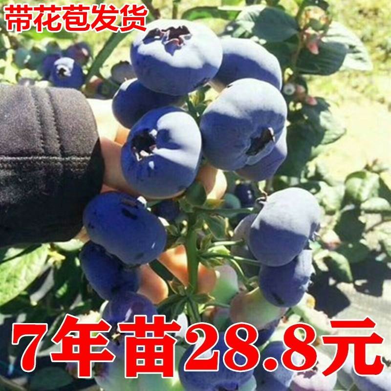 蓝莓树果苗奥尼尔南方北方种植