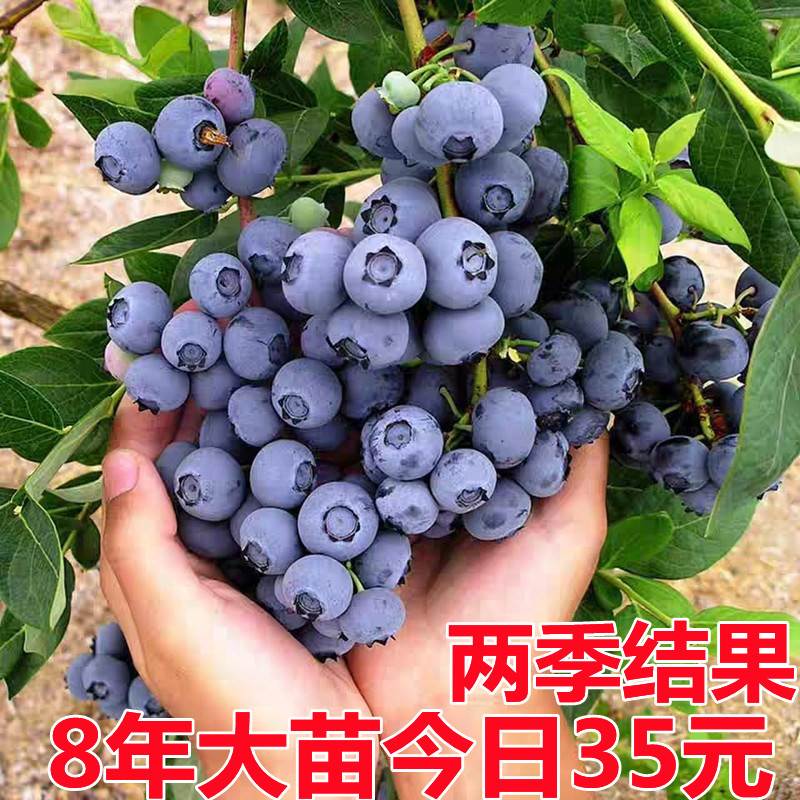 蓝莓树特大果苗带土南方北方种植
