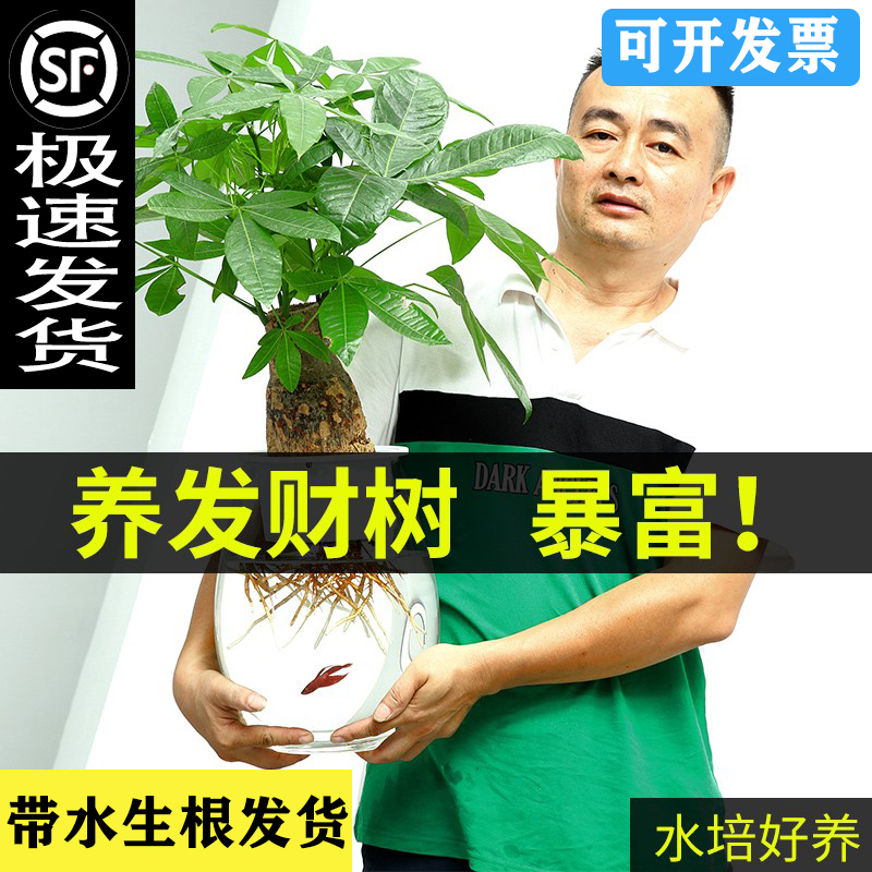 发财树室内水培植物和鱼共养盆栽客厅办公室桌面摆放易养活 鲜花速递/花卉仿真/绿植园艺 绿植 原图主图