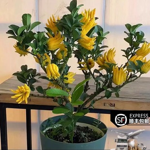 千指百态锦林佛手树盆栽带果老桩绿植四季香橼柠檬佛手柑小果盆景