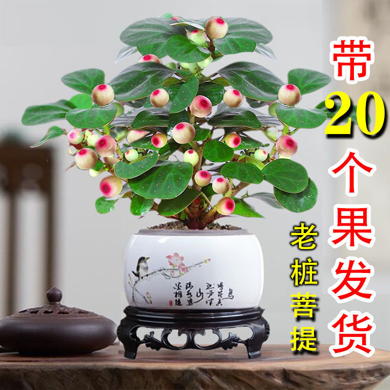 新疆包邮大棵小盼菩提树盆栽花卉绿植办公室内桌面四季好养观果植