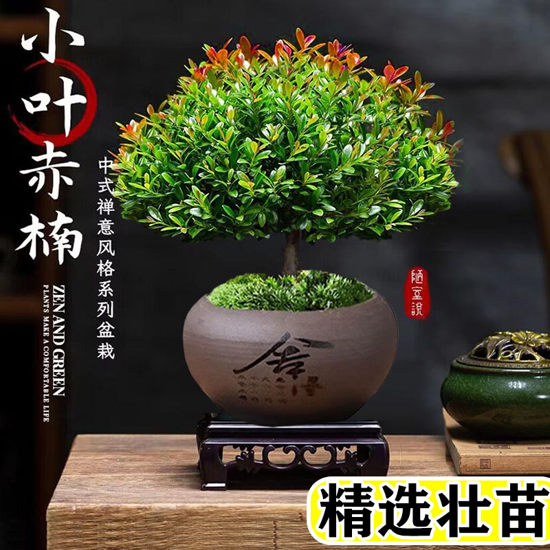 正宗金丝楠木小叶赤楠紫檀盆栽老桩树苗大棵办公室内绿植物小盆景