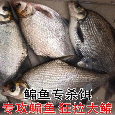 钓鱼饵料野钓通杀鳊鱼饵料一包单开懒人鱼饵鲫鱼鳊鱼湖库池塘拉饵