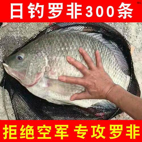 罗非鱼饵料野钓黑坑大罗飞专用饵料广东广西肝腥味香腥味罗非鱼饵