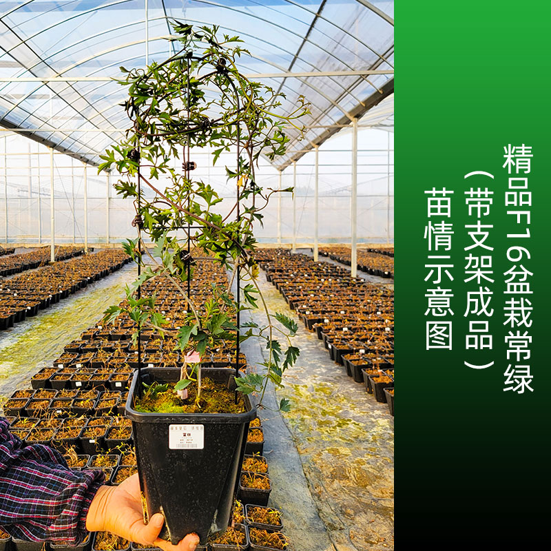 极速伟伟园艺f 常绿铁线莲雪崩单花可达7.5cm阳台花园庭院攀援爬