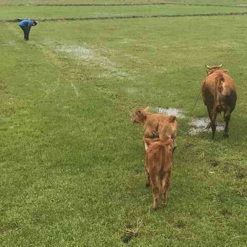 极速拴牛栓牛拴马桩栓狗拴犬桩地钉牛羊桩帐M篷大棚牛用的地桩畜