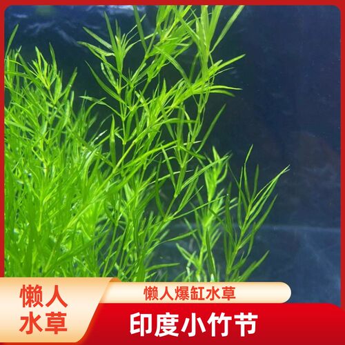 极速印度b小竹节竹节草真水草水族箱鱼缸造景观赏新手懒人阴性水