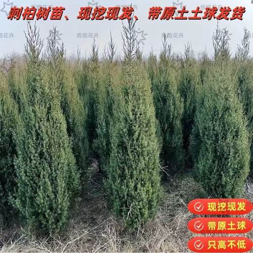 刺柏树苗刺松行道绿化耐寒带土球