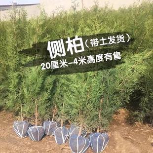 侧柏树苗柏树苗松柏扁柏苗庭院行道风景大树园林绿化四季常青耐寒