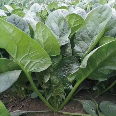 秋冬菠菜籽种四季越冬红根菠菜种耐寒圆叶菠菜大叶土菠菜种子青菜