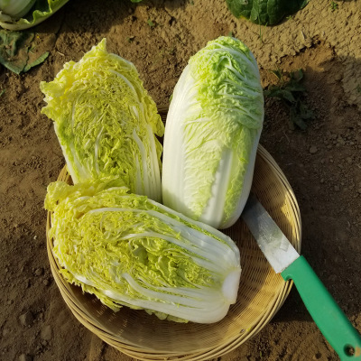 奶油娃娃菜种子 黄心娃娃菜种籽小白菜春秋季蔬菜种孑苗阳台盆栽