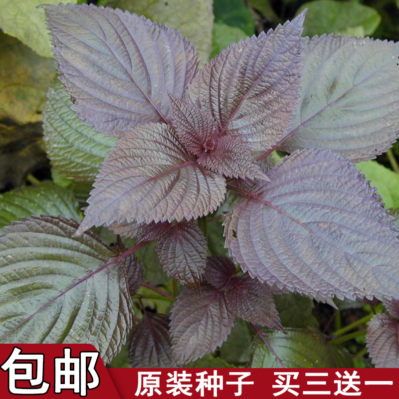 【种子】可食用紫苏种子春下秋四季播种子阳台盆栽紫绿大叶苏子籽