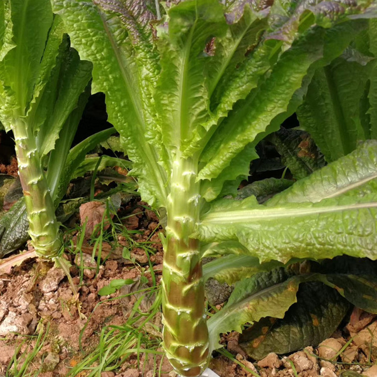 高产川香红莴笋种籽春秋大田蔬菜菜种子紫红皮青肉红尖叶莴苣种孑