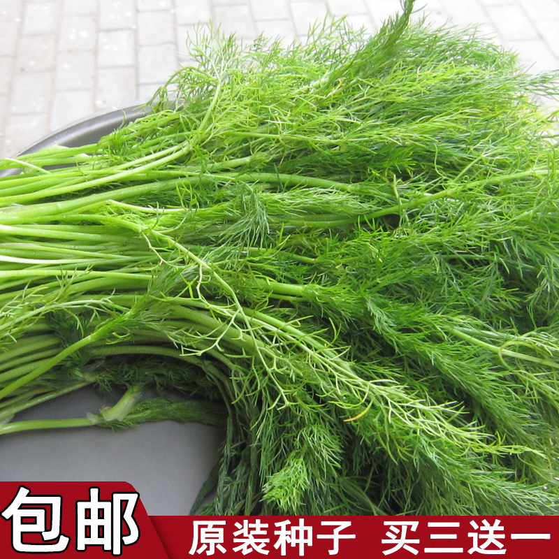 农家割茬小茴香四季菜园稀有种子