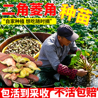 二角红菱角种苗两角老红棱角种