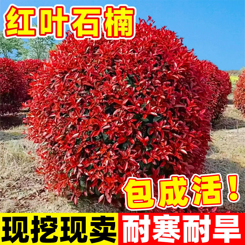 红叶石楠树苗四季常青别墅