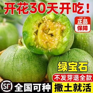 绿宝石甜瓜种子薄皮超甜香瓜种春季四季脆瓜早熟高产脆甜香瓜种籽