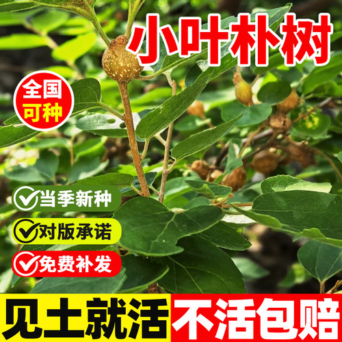 小叶朴树种子新采朴树种籽厚朴种