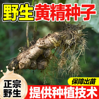 新采野生黄精种子鸡头多花黄精带