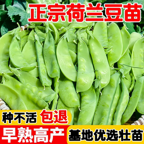 美味荷兰豆秧苗四季种植大荚豌豆