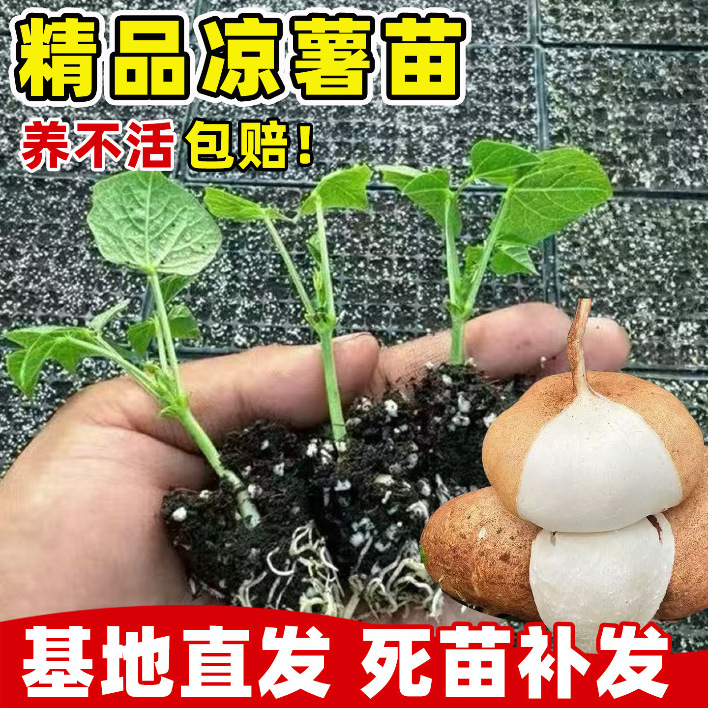 凉薯秧苗番薯种孑苗高产水果沙葛凉瓜土瓜蔬菜种苗牧马山地瓜种子