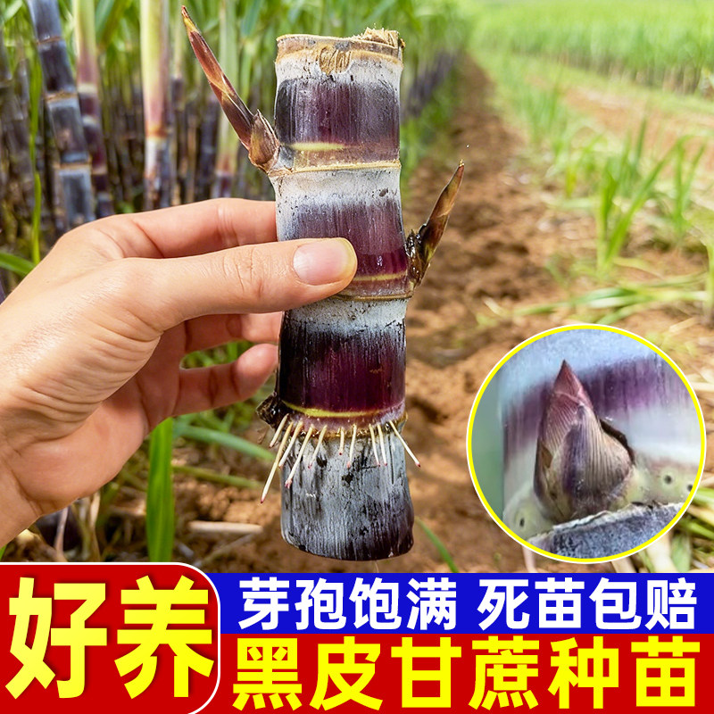 正宗黑皮甘蔗种苗中段脆皮甘蔗苗图片