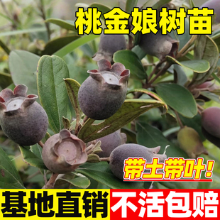 桃金娘树苗捻子果苗常绿南方北方种植庭院盆栽山菍子树地稔子小苗