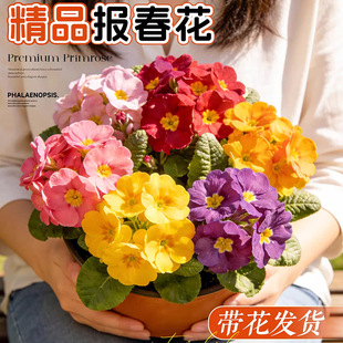 报春花盆栽带花苞重瓣花苗种子室内四季鲜花开花年宵花花卉绿植物