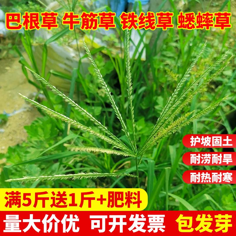 巴根草种子牛筋坪籽四季常