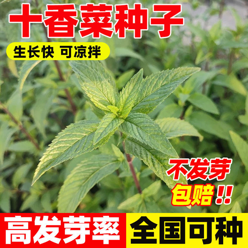 河南十香菜种子留兰香薄荷荆芥籽食用香草苗秧春季四季种植易成活