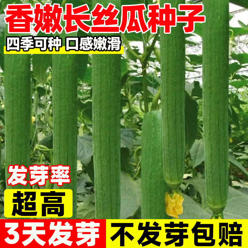 香嫩长丝瓜种子四季菜园庭院