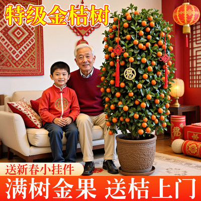 金桔树盆栽四季可食用客厅带果