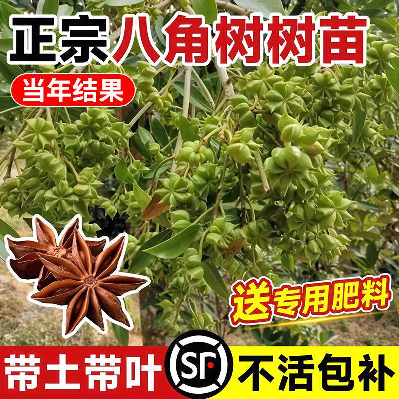 八角大料树苗广西大红罗马嫁接大苗盆栽食用大料南北方种植茴香树