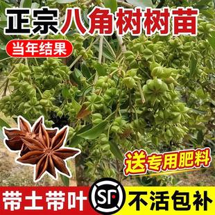 八角大料树苗广西大红罗马嫁接大苗盆栽食用大料南北方种植茴香树