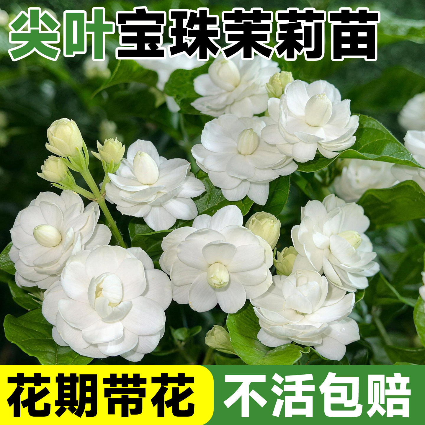 重瓣尖叶宝珠茉莉阳台庭院地栽图片