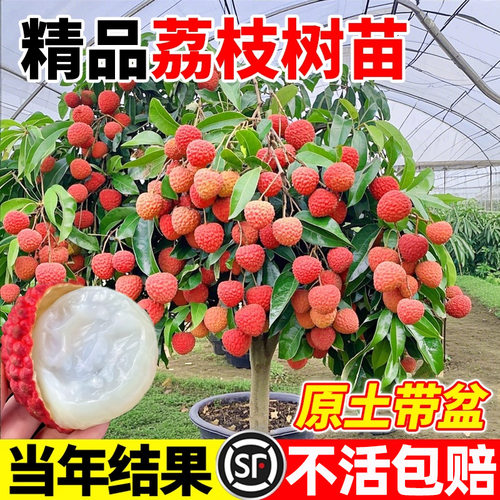 特大号荔枝树苖嫁接苗无核桂味冰