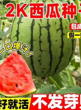 2K西瓜种子早春红玉西瓜种籽阳台盆栽超甜皮薄早佳8424西瓜种孑