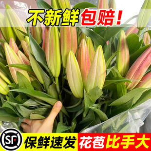 香水百合花重瓣云南基地直发水培多头鲜切花花束插花插瓶花卉鲜花