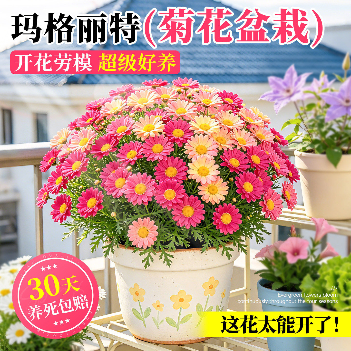 玛格丽特菊花盆栽小雏菊开花爆盆好养带花苞糖果玛室内外阳台花卉