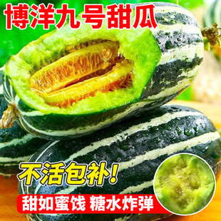 博洋九号甜瓜种籽高甜冰糖子甜掉牙花皮香瓜种子四季早熟高产秧苗