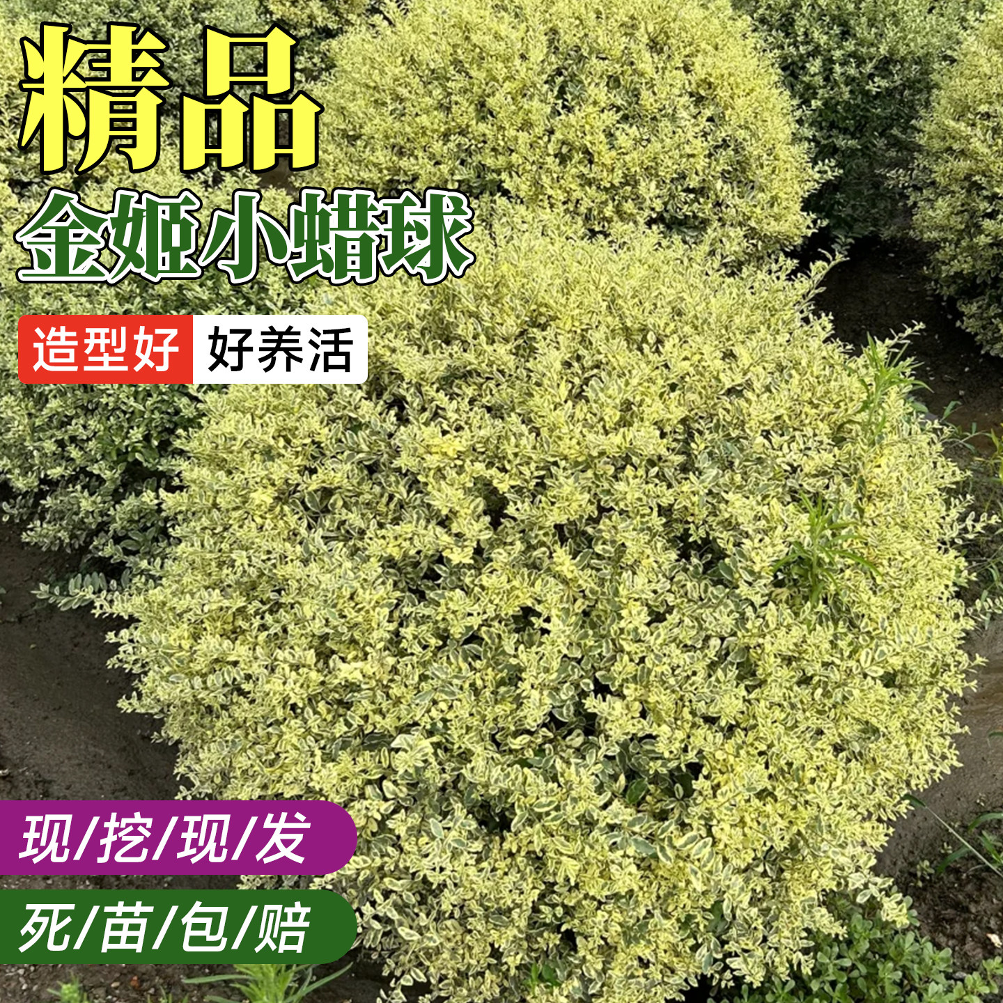 金姬小蜡球盆栽多年生银姬小