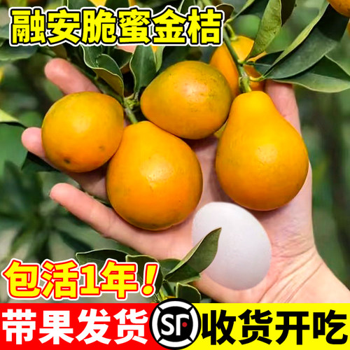 脆皮金桔树盆栽带果苗土球