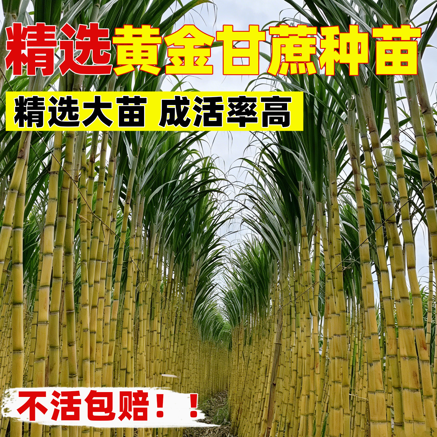黄金甘蔗种苗黄皮水果甘蔗黑皮甘图片