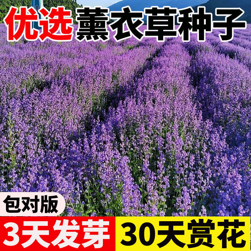 薰衣草花籽四季开花易成活庭院阳台多年生盆栽花苗普罗旺斯花种子