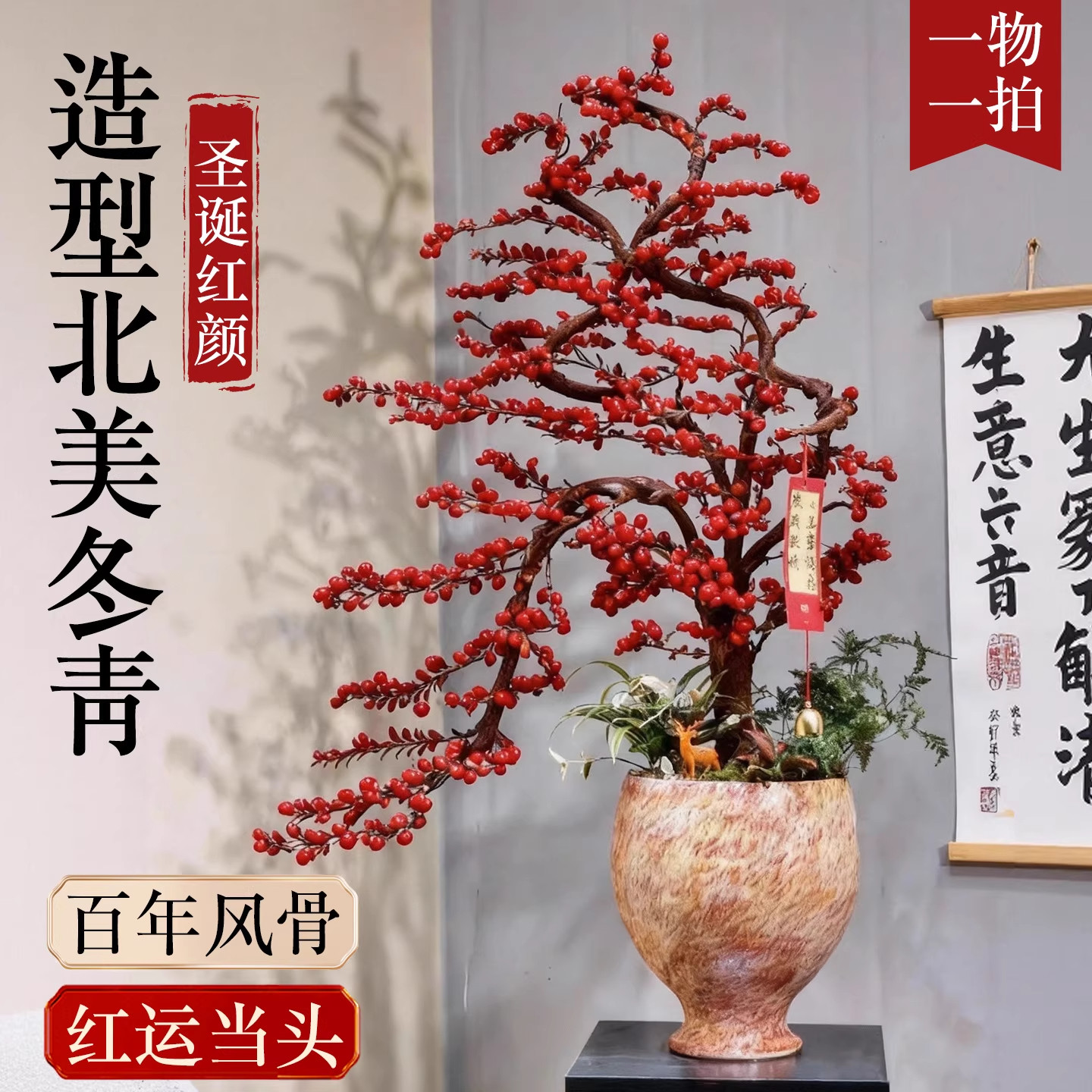 北美冬青造型盆栽室内大型绿植客厅耐寒年宵花卉植物老桩树苗盆景